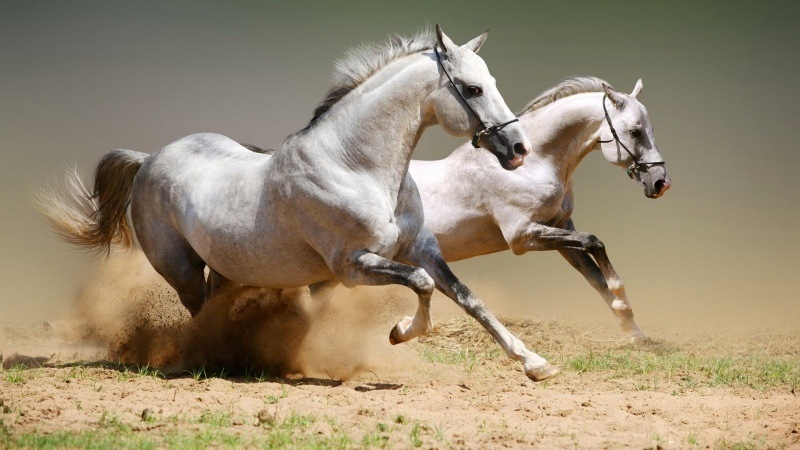 chevaux robe blanchehe et grise wallpaper