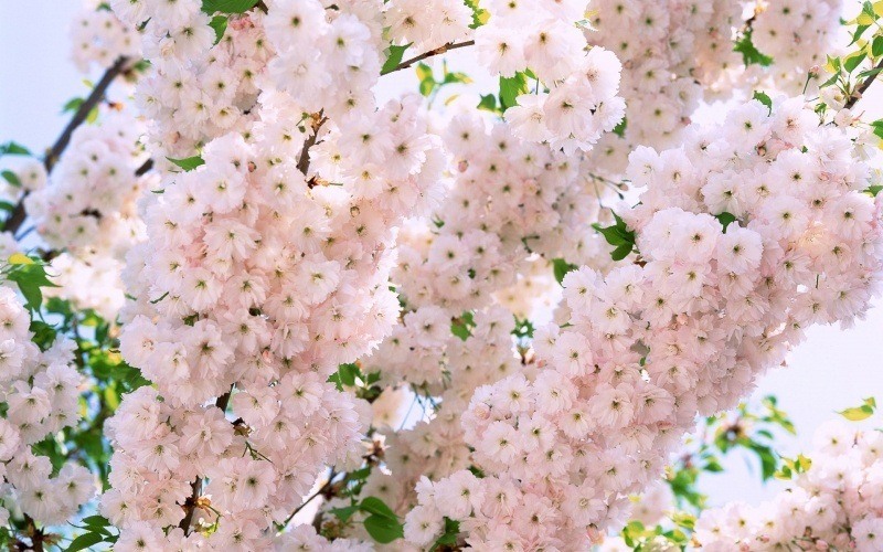 Wallpaper fleurs de pommier printemps