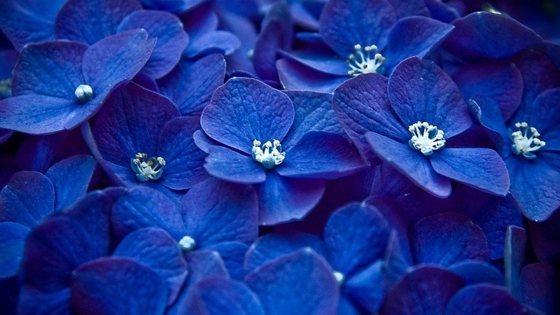 fleurs horthensia bleu
