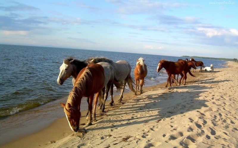 wallpaper chevaux sur plage