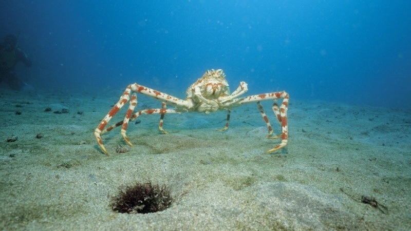 araignée de mer