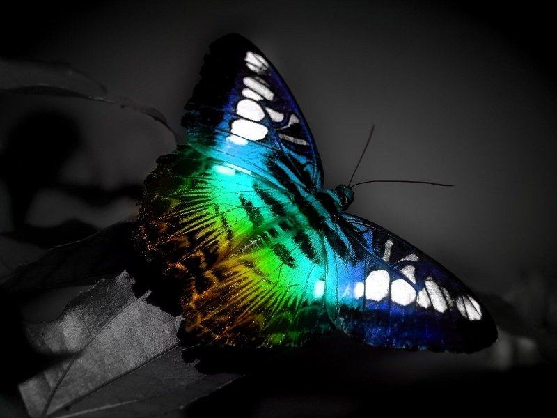 butterfly papillon multicolore
