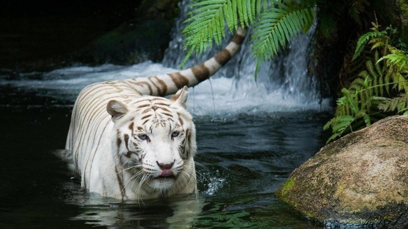 Tigre chute eau