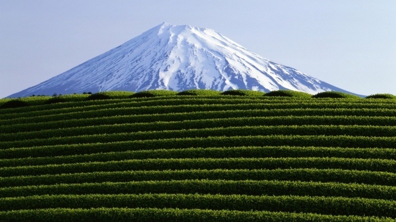 Culture thé sur fond Fujiyama photo