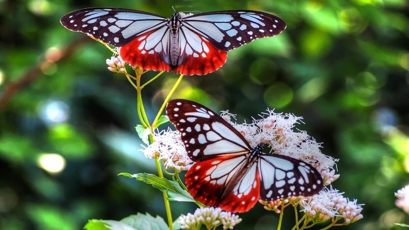 Duo papillons sur fleurs