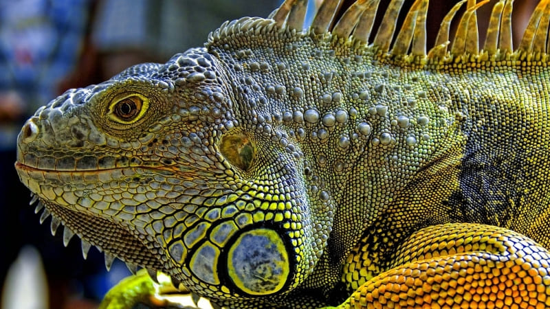 animal reptile iguane photo