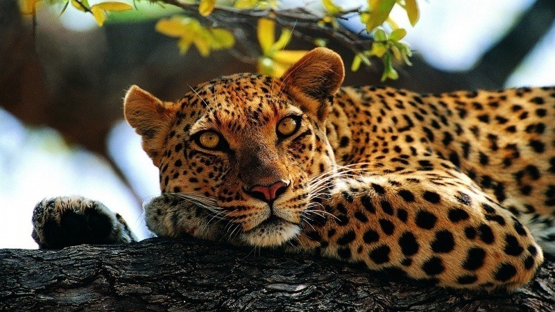 Photo léopard félin sur arbre fond écran