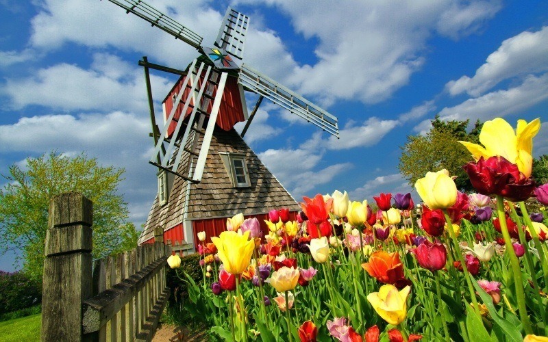 moulin à vent tulipe Hollande photo