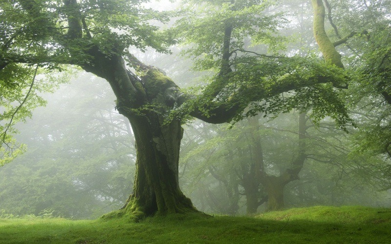 arbre mousse brume nature forêt humide