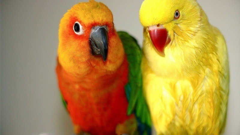 Oiseaux perroquet multicolore