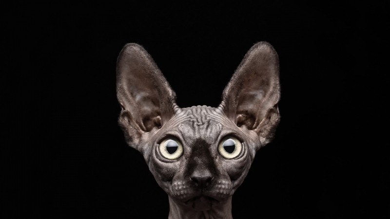 photo chat sans poil sphynx wallpaper