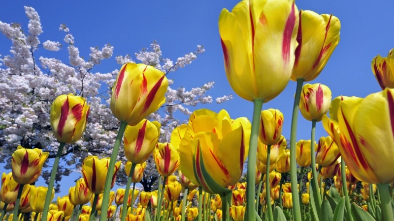 wallpaper fleurs champs tulipes jaunes arbre