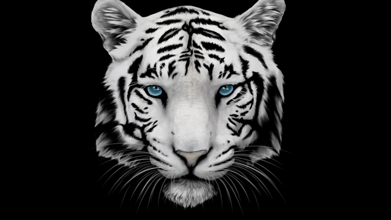tigre blanc yeux bleu dessin