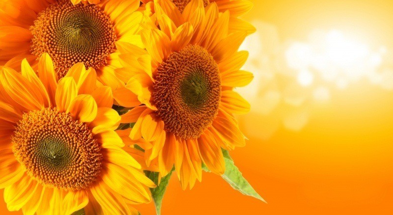 sunflower tournesol fleurs photo