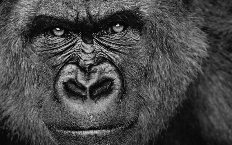 fond écran animal gorille visage noir et blanc gros plan expression regard intense wallpaper photo