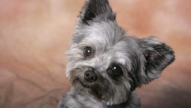 petit chien gris photo wallpaper