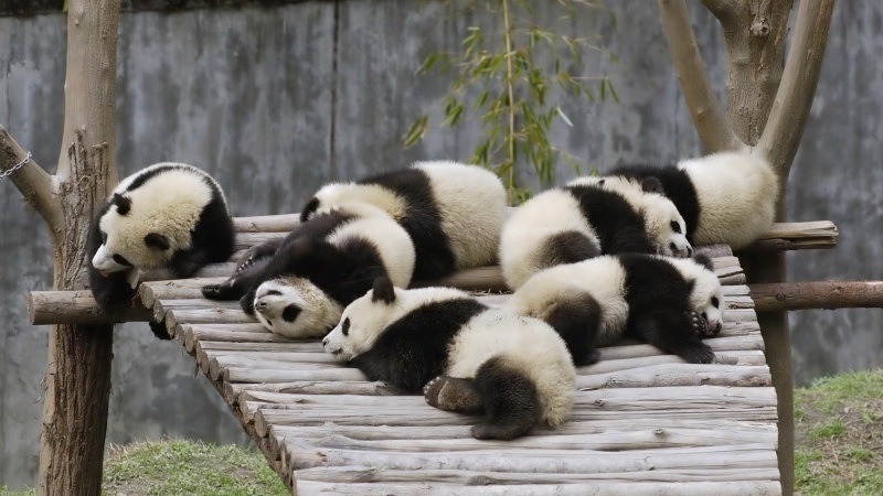 groupe de panda qui dort photo