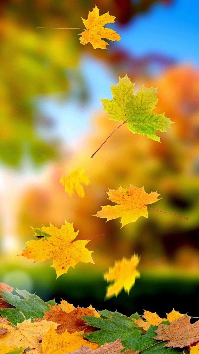 fond écran iphone 6 automne feuille wallpaper image