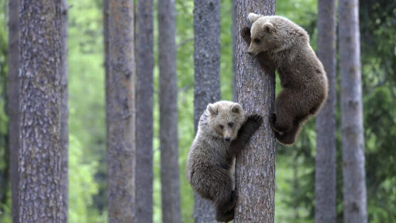 ours sur arbre photo
