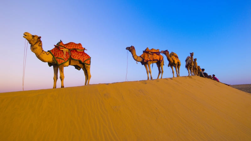 caravane chameau désert dune photo