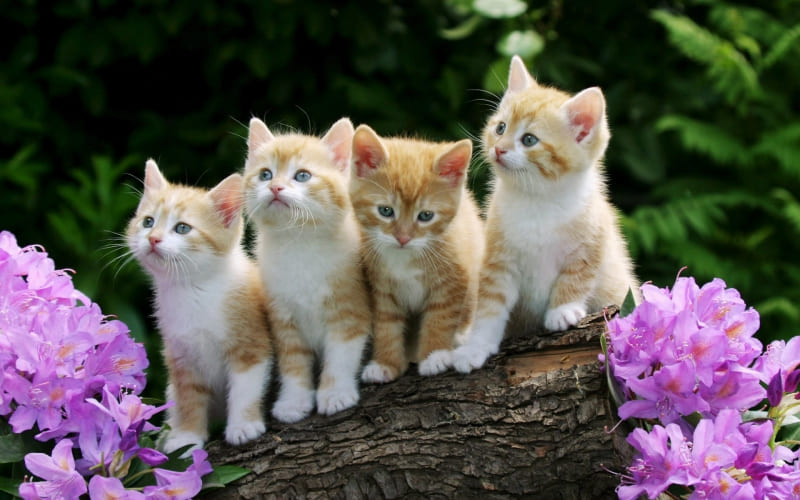 fond ecran quatuor chatons curieux wallpaper photo télécharger gratuit