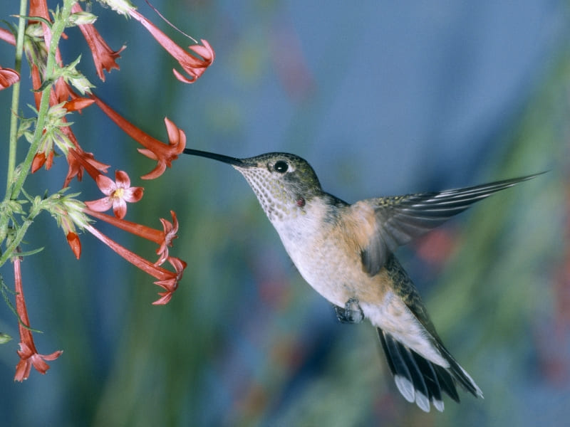 colibri en vol qui butine photo