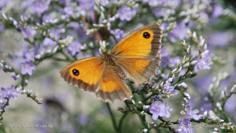 papillon amaryllis butterfly photo