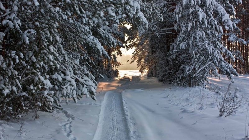 photo route forêt enneigée hiver nature
