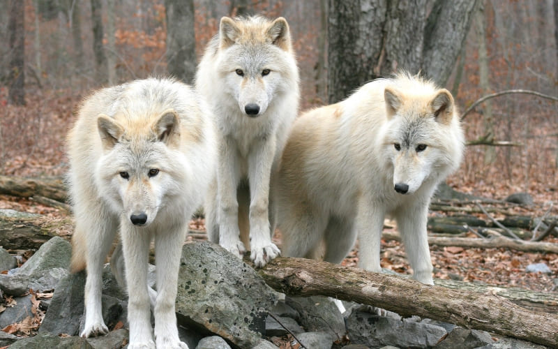 3 loups blanc dans la forêt photo