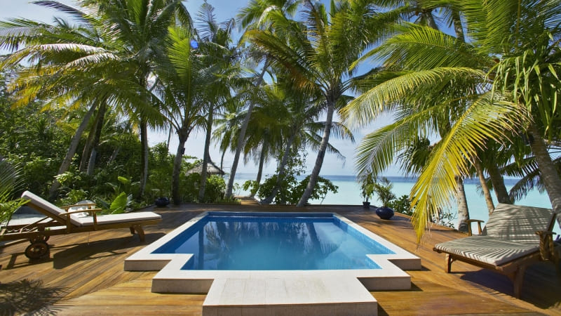 piscine cocotier palmier photo
