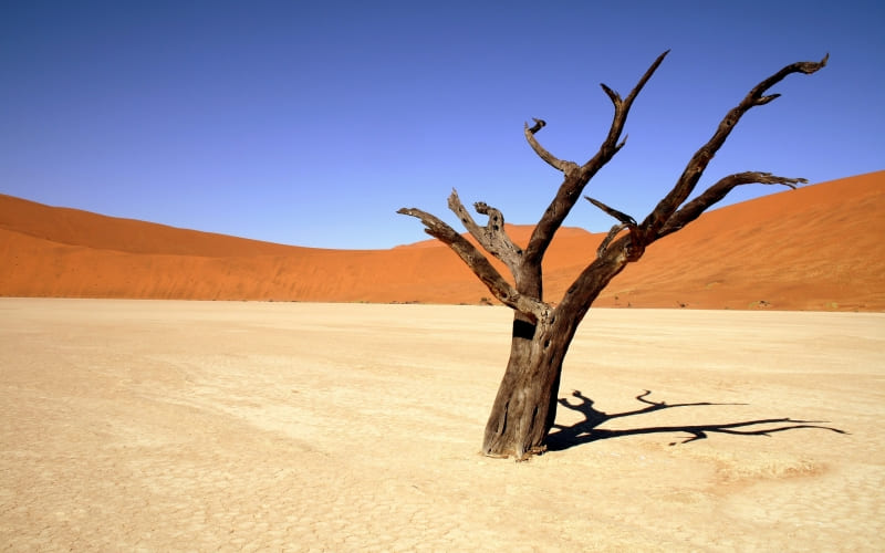 arbre mort dans le désert photo fond écran