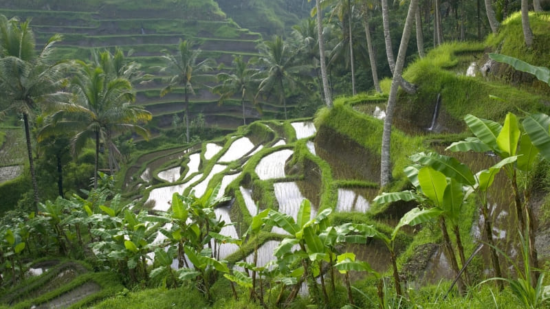 indonésie Bali rizières fond écran