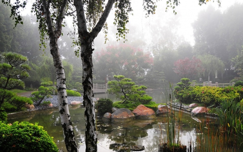 paysage photo jardin japonais dans la brume