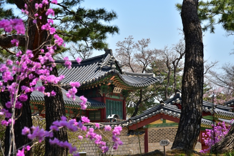 Architecture coréenne et jardin paysagé photo