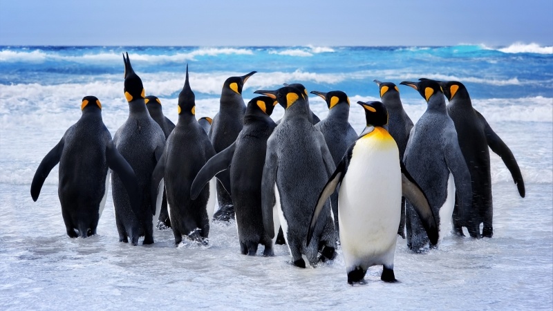 Pingouins de l'antarctique sur la banquise
