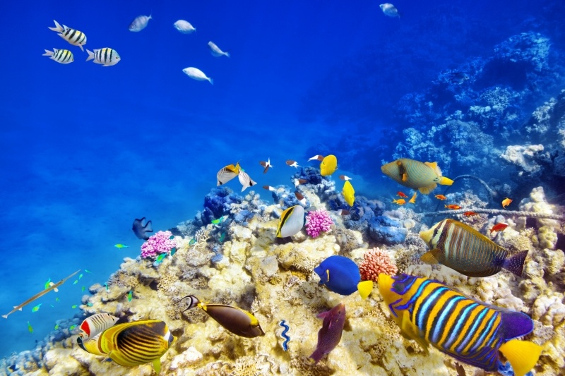 Vue sous marine poissons barrière de corail