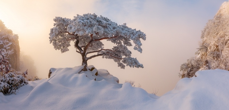 photo nature arbre gelé sous la neige hiver
