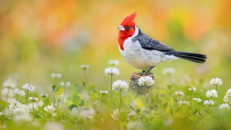 photo oiseau cardinal animal dans champs de trèf
