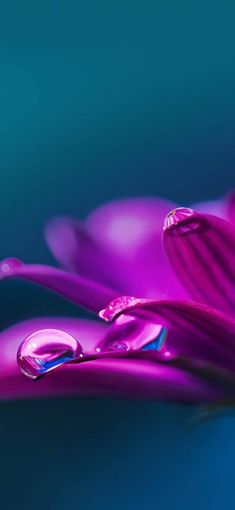 Fond écran HD smartphone iPhone 11 XS Max goutte d'eau sur fleur rose mauve image picture wallpaper background