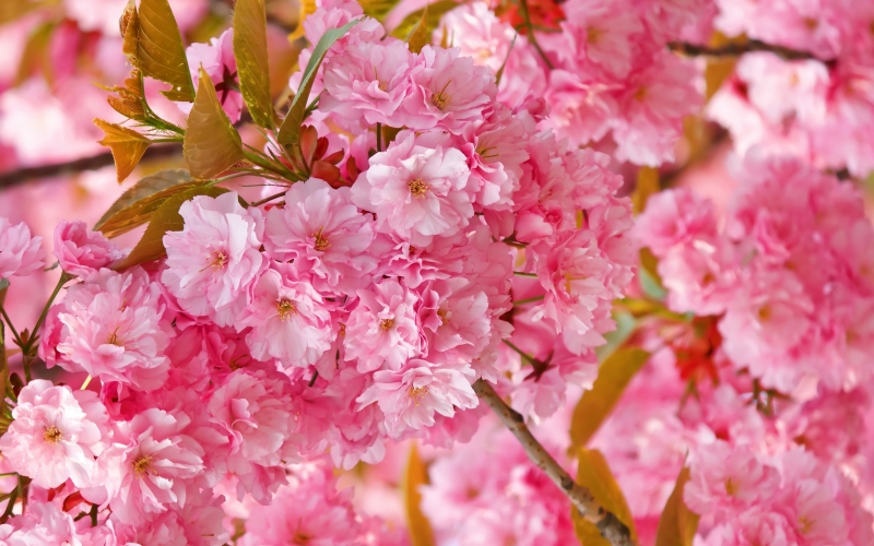 Fond écran HD 4K nature cerisier en fleurs rose au printemps flower cherry tree wallpaper