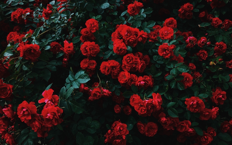 Fond écran HD 4K fleurs massif de roses rouge buisson nature
