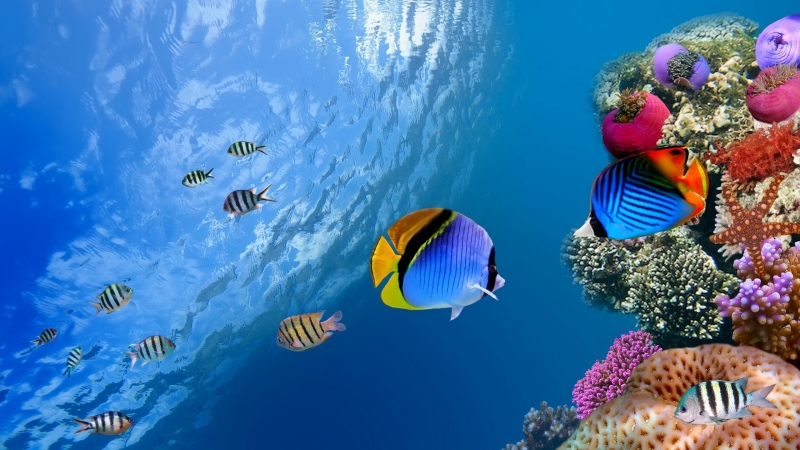 Fond ecran HD paysage océan poissons récif coralien corail mer chaude