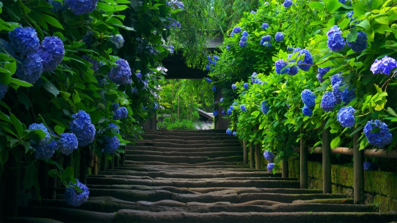 Fond d'écran HD nature et paysage gratuit escalier chemin avec buisson hortensia bleu background arrière plan