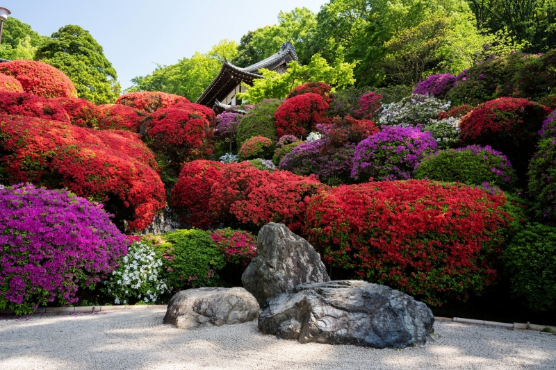 Fond d'écran HD jardin japonais avec massif fleurs multicolores rhododendron et rocher wallpaper