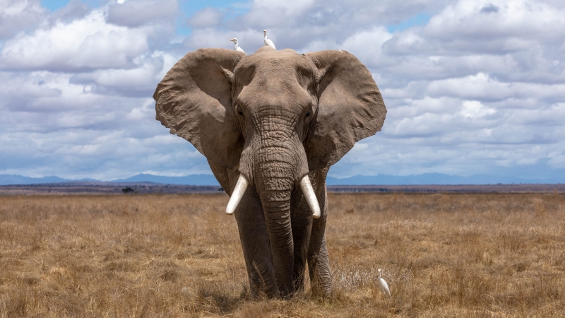 Fond écran HD animaux mammifère éléphant mâle dans la savane Afrique oiseau pique bœuf sur le dos