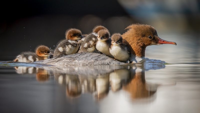 Fond d'écran HD photo animaux oiseau et ses petits sur plan d'eau wallpaper picture animals