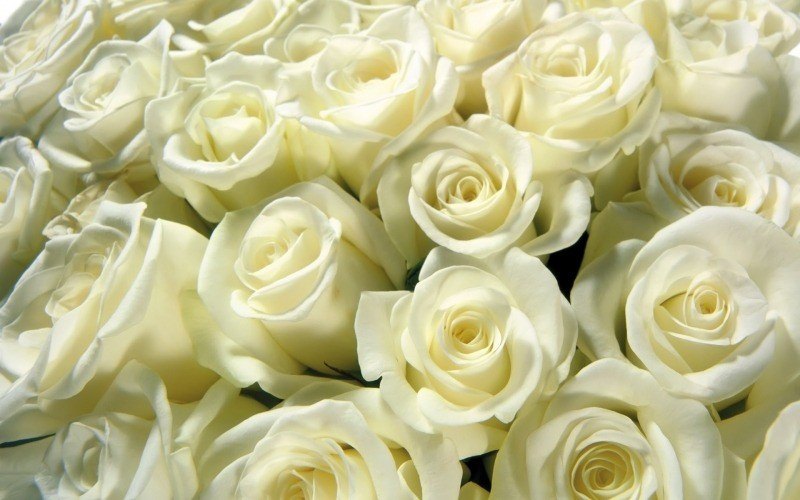 Roses blanches