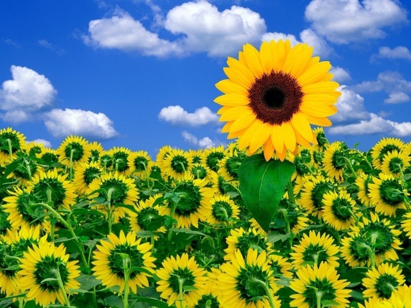 Fond d'écran HD fleur de tournesol dans un champ téléchargement gratuit