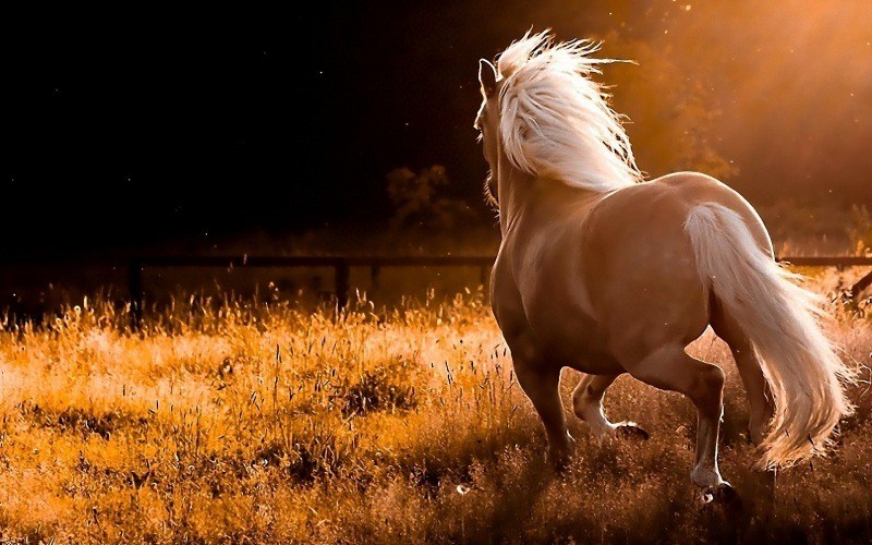 wallpaper cheval photo