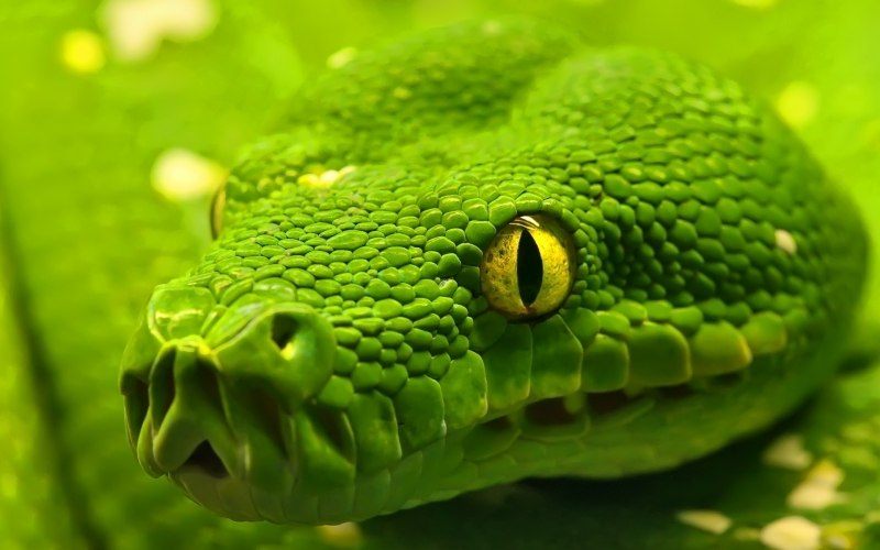 fond écran hd serpent vert green snake wallpaper gratuit télécharger PC bureau Windows Mac OS smartphone tablette